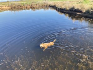 dog swimming