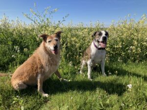 two dogs in the grass