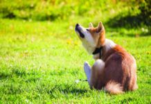 flea control for dogs