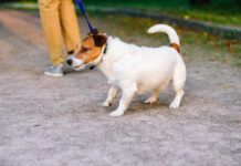 Stop your dog from pulling on a leash with positive reinforcement and communication.