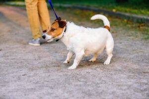 how to stop dog from pulling on leash