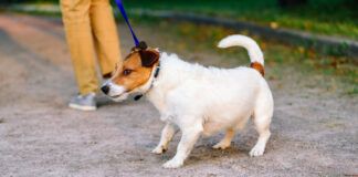 Stop your dog from pulling on a leash with positive reinforcement and communication.