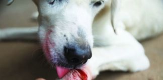 build a diy dog first aid kit