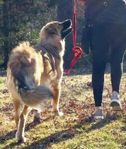 loose knot leash to stop pulling