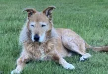 dog looking sleepy