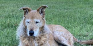 dog looking sleepy