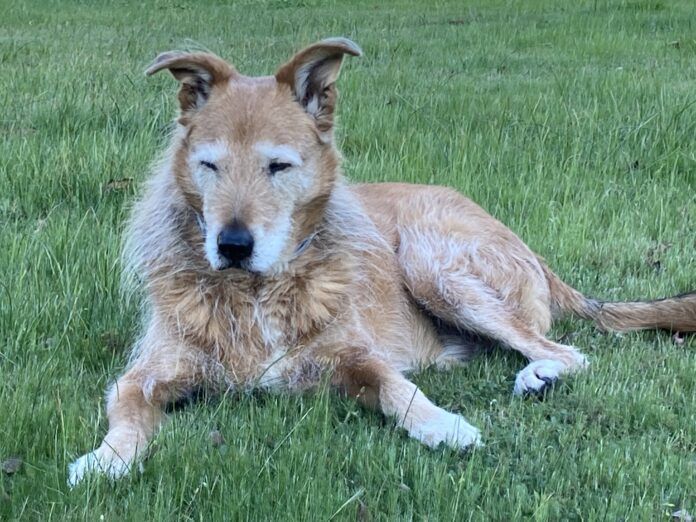dog looking sleepy