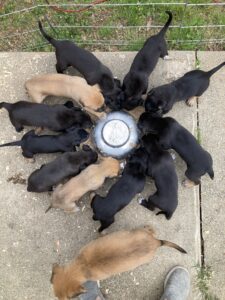 puppies eating from donut pan