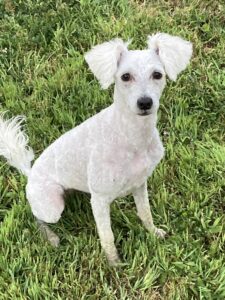 shaved maltese poodle mix