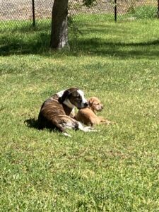 2 dogs laying in grass together