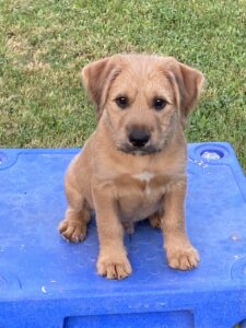 scruffy puppy