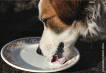 can dogs drink milk