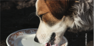 can dogs drink milk