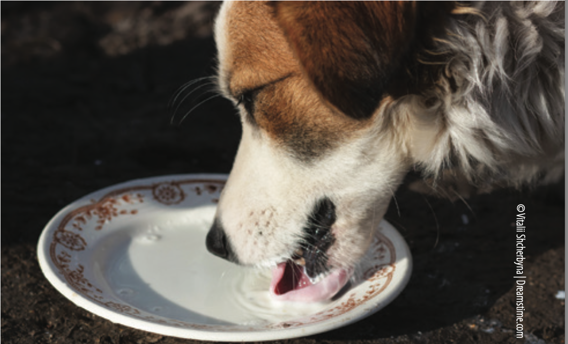Can Dogs Drink Milk Dogs and Dairy