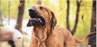 You can help your dog with allergies by learning what triggers them.