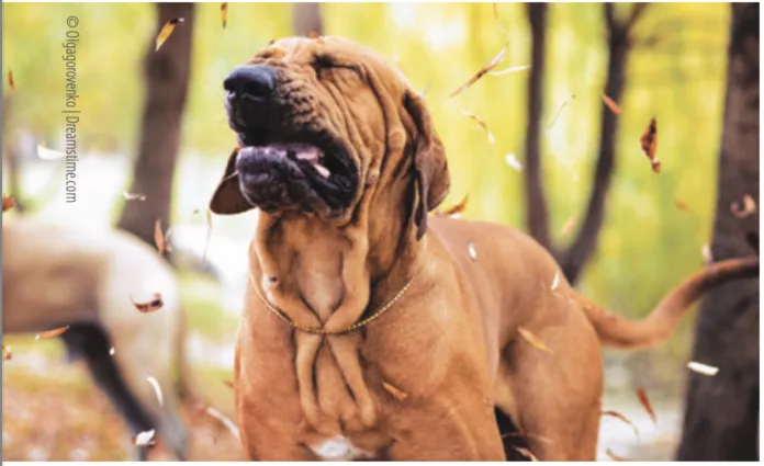 You can help your dog with allergies by learning what triggers them.
