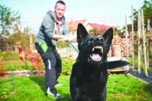 dog growling at strangers