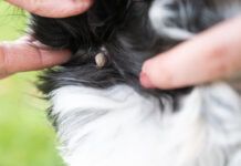 tick on dog