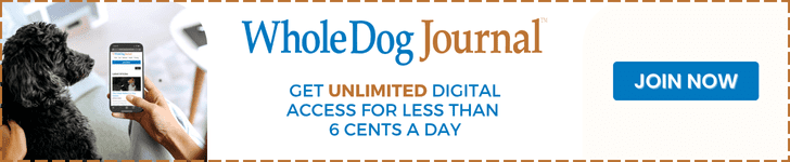 Journal Doogs What You Need to Know About Anemia in Dogs - Whole Dog Journal