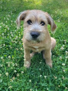 scruffy faced dog sitting in grass