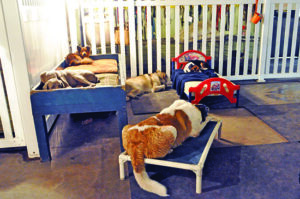 dogs relaxing in cage free boarding