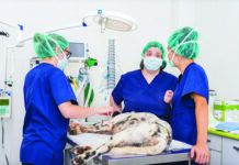 bloat in dogs - serious medical issue