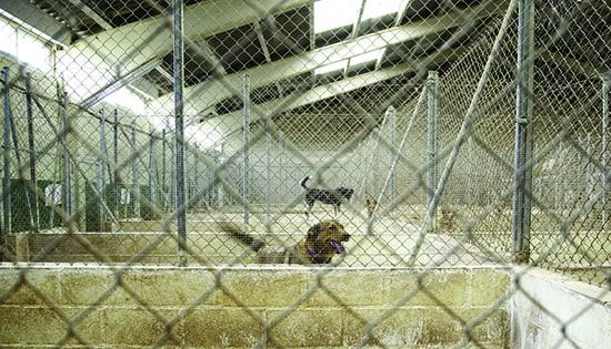 dreamstime_m_135791350 dog boarding kennel