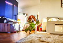 clean and safe house for dogs