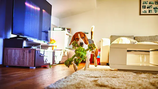 dreamstime_m_141875556 clean and safe house for dogs