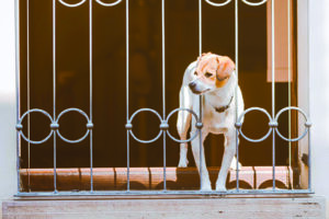 outdoor dog gates