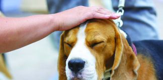 petting dog on head