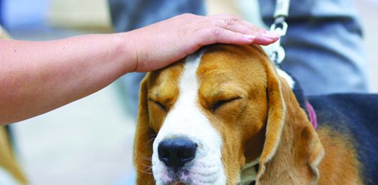 petting dog on head