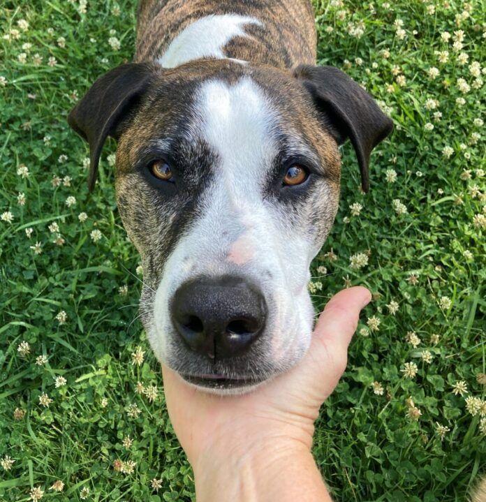 dog resting chin on hand