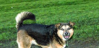 Your dog's body language provides the context needed to interpret dog tail languages.