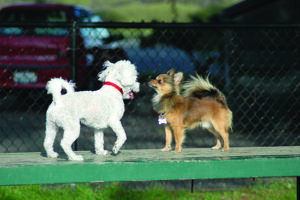 tail wagging communication between two dogs