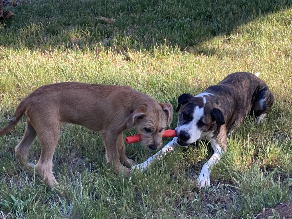 dogs playing tug of war