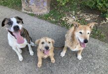 Failing to foster a dog and keeping the puppy is becoming the new normal.