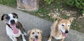 Failing to foster a dog and keeping the puppy is becoming the new normal.
