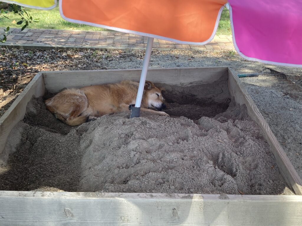 dog sleeping in sandbox