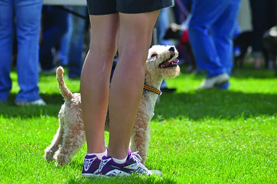 carn10 475 how to talk to your dog