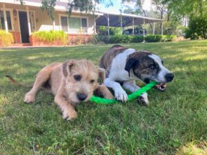 dogs playing tug of war with stick toy