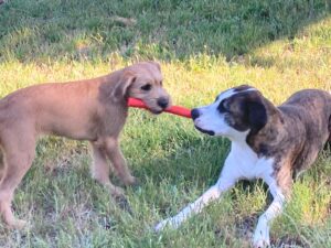 dogs chewing on ruffdawg stick