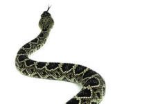 rattlesnake vaccine for dogs