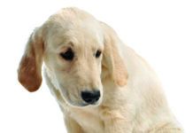 nauseas dog signs