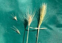 close up of foxtails