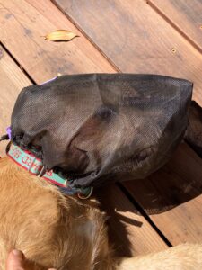 Foxtail guard hot sale for dogs