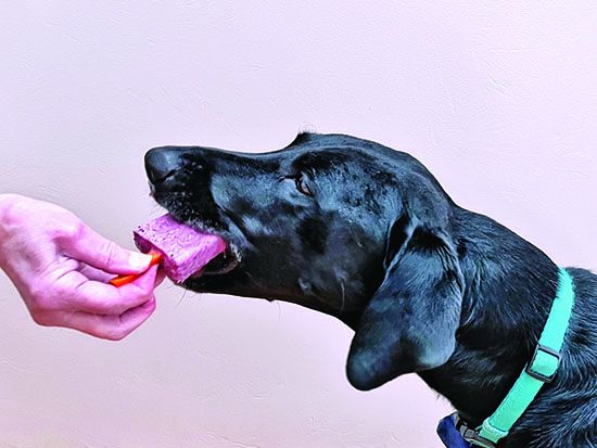 Ice treats for online dogs
