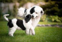 puppy with larger dog when do dogs stop growing