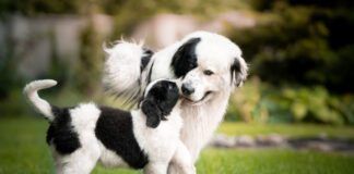 puppy with larger dog when do dogs stop growing