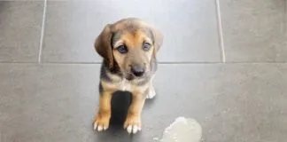 dog vomit